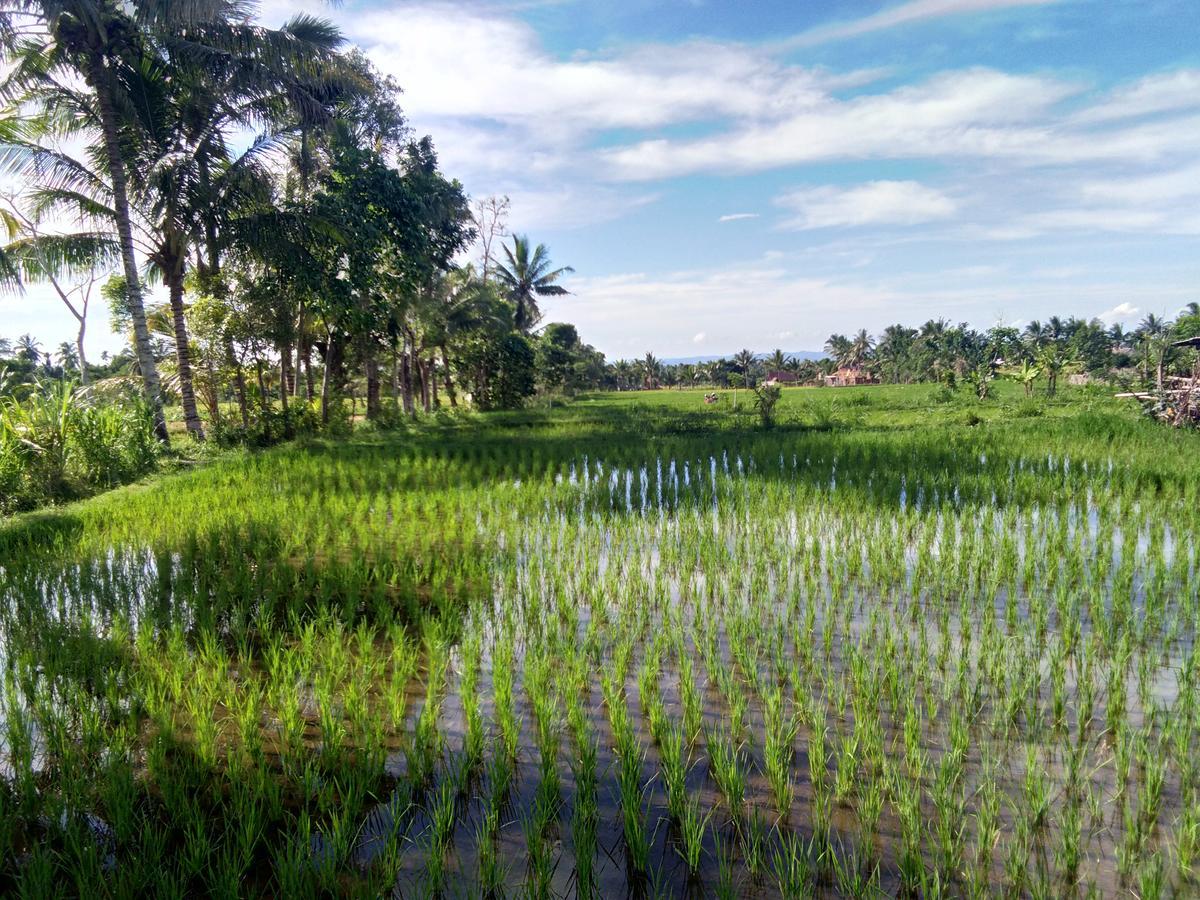 Jaya Homestay Tetebatu Luaran gambar